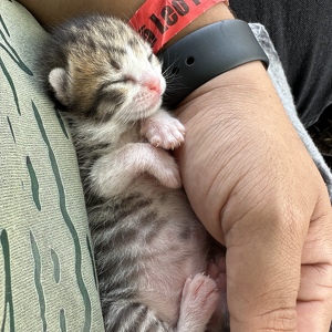 Fundraising Page: Keaka Hamilton golis